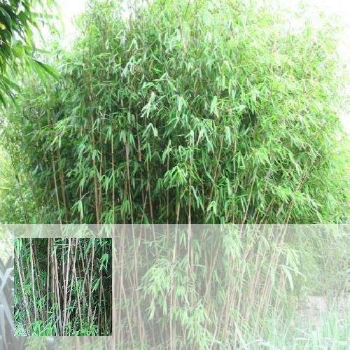 Fargesia nitida 'Nymphenburg' (Fijne bamboe)